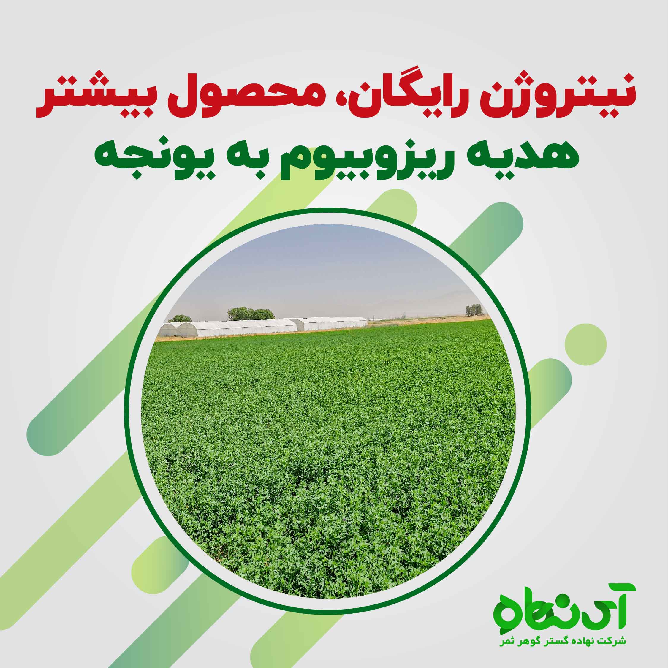 نیتروژن رایگان، محصول بیشتر هدیه ریزوبیوم به یونجه